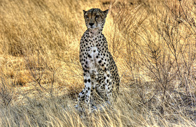 Cheeta - Samburu National Park
