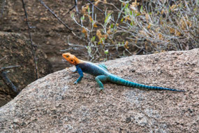 Rainbow Agama 