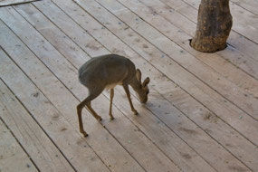 Dickdik om the Sasaab Lodge porch
