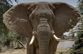 Elephant right next to truck