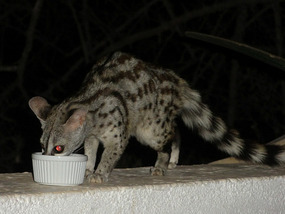 Genet--getting its evening saucer of milk-Sasaab