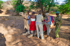 Getting on the Camel