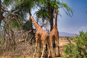 Giraffes shoving each other