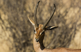 Grant's Gazelle - Samburu National Park