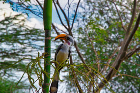 Bird along path to Hut-Room at Sasaab