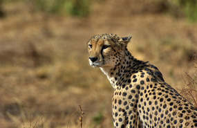 Cheetah - Samburu National Park