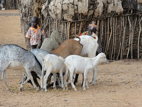 Caring for Goats-Ngutuk Village-Samburu 