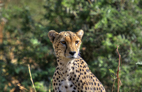 Cheetah - Samburu National Park