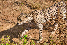 Cheetah with hurt paw & very skinny