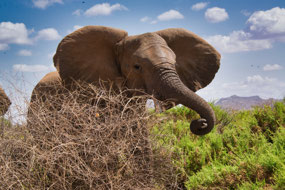 Elephant right next to road