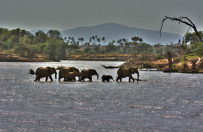 Elephants crossing Ewaso Nyiro River 