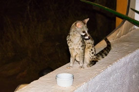 Genet that lives in the rafters -Sassab Lodge