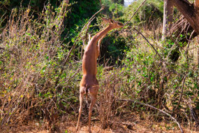 Gerenuk (long-neck antelope)
