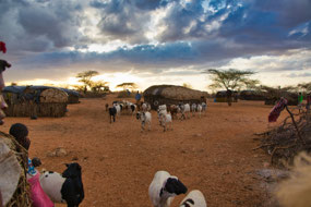 Goats herded back to village at night