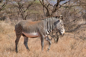 Grevy Zebra - narrower stripes down to hoof