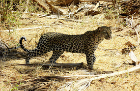 Leopard - Samburu National Preserve