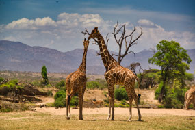 Mama and Baby Giraffe