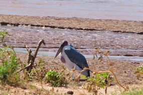 Marabou Stork