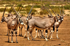 Oryx - very long horns & beautiful markings