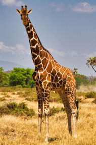 Reticulated Giraffe