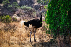 Somali Ostrich  male's white fluffy feathered tail