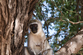 Vervet Monkey