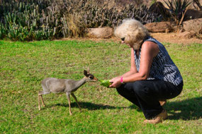 Feeding the Lodge's rescue Dikdik