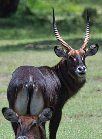 Bushbuck - Solio