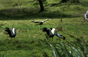 Crown Cranes doing their mating dance