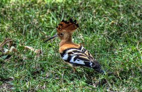 African Hoopoe - Solio