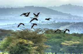 Birds in Flight - Solio