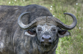 Don't Mess With Me! - Buffalo - Solio