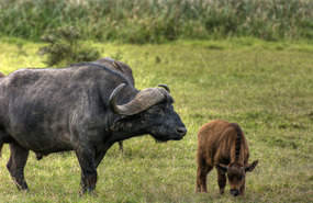 Buffalo with baby - Solio