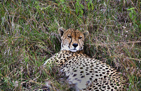 Cheetah - Solio