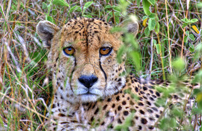 Cheetah -  What a beautiful face! - Solio
