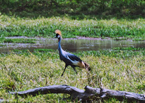 Crown Crane
