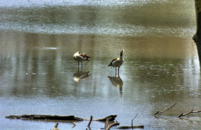 Egyptian Geese 