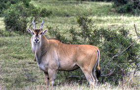 Eland - Solio