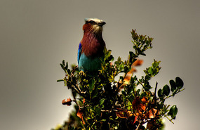 Lilac-Breasted Roller - Solio