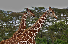 Reticulated Giraffes - Solio