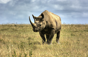 White Rhino - Solio