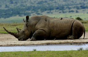 White Rhino with Oxpeckers - Solio