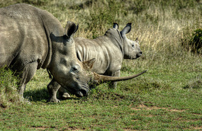 White Rhino with baby - Solio