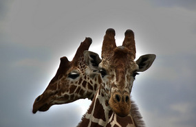 Look at those Eyelashes - Solio