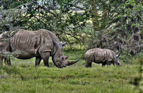 White Rhino and baby - Solio