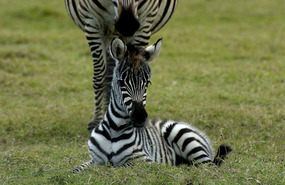 Zebra with baby - Solio