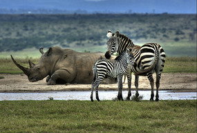 Zebra with baby & Rhino - Solio