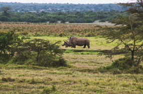 Rhino mama & baby walking along lodge