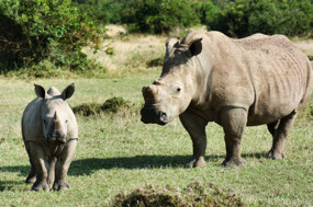 White Rhino with baby - Solio