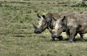 WHITE Rhinos - Solio